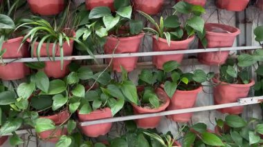 Sunlit sera ortamında raflarda ve raflarda çeşitli bitkiler bulunan şehir bahçesi. Kopya alanı olan sürdürülebilir yaşam ve kentsel tarım. Yüksek kalite 4k görüntü