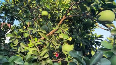 Bir narenciye korusunda dallarından sarkan olgun meyvelerle dolu bir nar ağacı. Gün ışığı güzel bir şekilde meyveleri aydınlatıyor, doğanın özünü yansıtan taze ve sakin bir atmosfer yaratıyor.