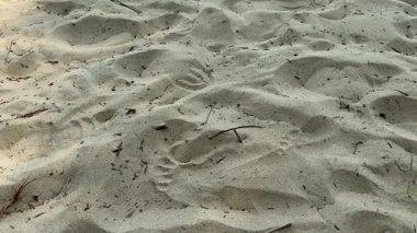 Ailenin kumları ve bir sürü sopayla birlikte diğer insanların plaj güneşinin vahşi günlerine ait izler. Yüksek kalite 4k görüntü