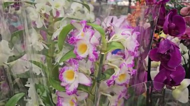 Orkide falaenopsis Allura Voodoo etkileyici, balmumu ve güzel kokulu çiçekleri olan büyüleyici bir yenilik melezi. Yaprakların koyu, zengin bir borgası var. Karmaşık bir şekilde neşe saçılıyor.