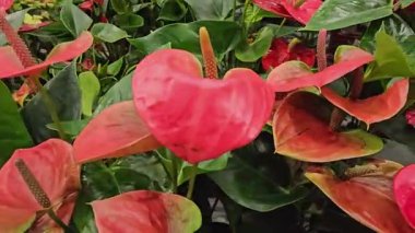 Kırmızı zambak çiçeği, koyu yeşil yapraklar. Zarif kestane çiçekleri. Egzotik tropikal yağmur ormanları, şık botanik atmosfer. Doğal canlı yeşillik, cennet estetiği. Arum bitkisi