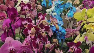 Yüzen bir pazarda yakalanan canlı orkideler. Yüksek kalite 4k görüntü