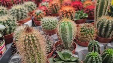Khlong Lat Mayom Yüzen Pazarı 'ndaki bir serada çeşitli şekil ve boyutlarda çeşitli kaktüsler sergileniyor. Yüksek kalite 4k görüntü