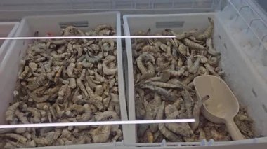 Süpermarkette ya da markette dondurulmuş karides, yakın plan. Bir sürü soyulmamış donmuş karides. Yüksek kalite 4k görüntü