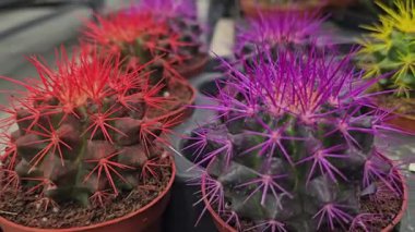 Piyasa ortamında çeşitli şekil ve renklerin sergilendiği canlı bir kaktüs koleksiyonu.