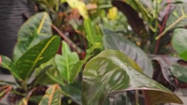 Parlak Japon Aucuba yapraklarını parlak yeşil ve sarı çeşitlilikle kapatın. Yüksek kalite 4k görüntü