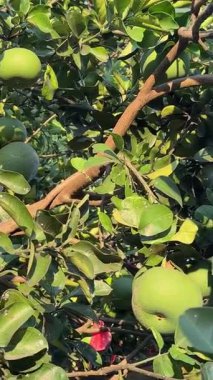 Bir narenciye korusunda dallarından sarkan olgun meyvelerle dolu bir nar ağacı. Gün ışığı güzel bir şekilde meyveleri aydınlatıyor, doğanın özünü yansıtan taze ve sakin bir atmosfer yaratıyor.