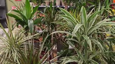 Çiçekçide yeşil fidanlı ve lahanalı sıralar. Yüksek kalite 4k görüntü