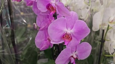 Rüzgarda uçuşan mor orkide. Yüksek kalite 4k görüntü