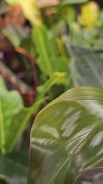 Parlak Japon Aucuba yapraklarını parlak yeşil ve sarı çeşitlilikle kapatın. Yüksek kalite 4k görüntü