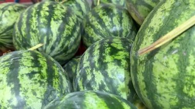 Bir yığın olgun, parlak çizgili karpuz. Karpuz hasat etmek, karpuz yetiştirmek. Güzel bir arka plan, karpuz hasadının çizimi. Tatlı, doğal meyve, sağlıklı yemek..