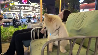 Pomeranian Spitz 'in küçük neşeli köpeği bir kafede sahibinin yanında oturuyor ve dili Vietnam' dan dışarı çıkıyor.