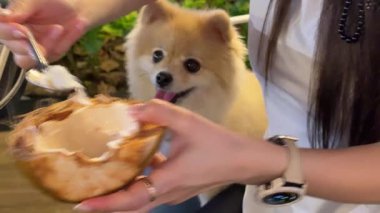 Pomeranian Spitz kaşığıyla hindistancevizini köpeğe yediren kadın kafeteryada sahibinin yanında oturuyor ve dili 05.23.2025 Vietnam Dangını uzatıyor.