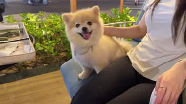 Pomeranian Spitz 'in küçük neşeli köpeği bir kafede sahibinin yanında oturuyor ve dili Vietnam' dan dışarı çıkıyor.