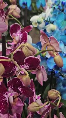 Yüzen bir pazarda yakalanan canlı orkideler. Yüksek kalite 4k görüntü