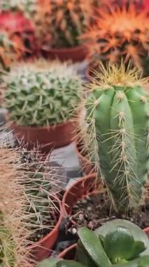 Khlong Lat Mayom Yüzen Pazarı 'ndaki bir serada çeşitli şekil ve boyutlarda çeşitli kaktüsler sergileniyor. Yüksek kalite 4k görüntü