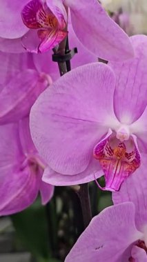 Rüzgarda uçuşan mor orkide. Yüksek kalite 4k görüntü