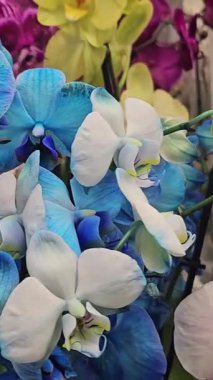 Canlı bir market tezgahında renkli orkideler düzenlenmiş. Yüksek kalite 4k görüntü