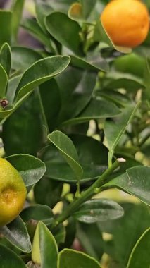 Beyaz turuncu kokulu çiçek yeşil narenciye ağacının dalında çiçek açıyor. . 