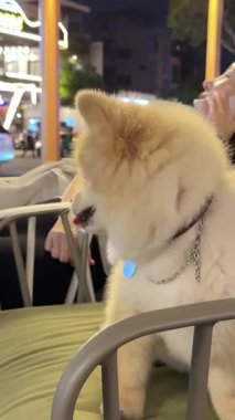 Pomeranian Spitz 'in küçük neşeli köpeği bir kafede sahibinin yanında oturuyor ve dili Vietnam' dan dışarı çıkıyor.
