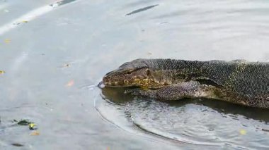 Lumphini Park Bangkok Tayland 'daki gölde yüzen kertenkele gözlemcisi. Yüksek kalite 4k görüntü