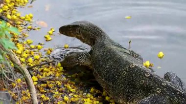 Vahşi bir Asya su monitörü olan Varanus, doğal ortamının sakin sularında zahmetsizce süzülür. Uzun, çatallı dili içeri ve dışarı fırlar ve çarpıcı bir yakın çekim detayıyla yakalanır..