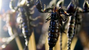 Çubuklardaki akrepler Khao Lak Tayland 'daki Bang Niang Market Chong Fah' ta hamamböceği şişleri. Yüksek kalite 4k görüntü