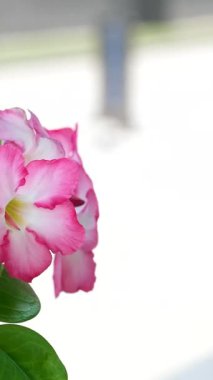 Adenyum çiçeği veya Çöl Gülü, İmpala Zambağı, Sabi Yıldızı, Japon Frangipani. Yüksek kalite 4k görüntü