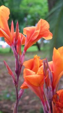 Tespih çiçeği ya da Bunga Tasbih, Latince Canna Lily 'nin adıdır. Bu bitki genellikle bahçelerde ve parklarda süs bitkisi olarak kullanılır. Lily 'nin videosu olmaz. Yüksek kalite 4k görüntü