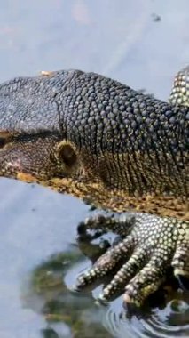 Kertenkele suda hafif dalgalarla süzülüyor. Yüksek kalite 4k görüntü