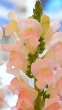 Yeşil yapraklarla çevrili, yumuşak güneş ışığıyla aydınlatılmış, narin yapraklı pembe lupin çiçeğinin yakın çekimi. Yüksek kalite 4k görüntü