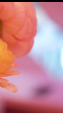 Elektrik santrali. Yumuşak güneş ışığı. Santralin arka planına karşı. Dağlar. Gül tarlası. Gül çiçeği. Bahçe. Yakın plan. Yüksek kalite 4k görüntü