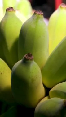 Tenerife 'deki bir çiftlikte büyüyen canlı yeşil muz demetinin yakın plan görüntüsü. Güneş ışığı yemyeşil yaprakların arasından süzülür, olgunlaşmamış meyveleri vurgular, sıcak, tropikal 