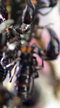 Close-up of grilled scorpions sold as street food in Phuket. High quality 4k footage