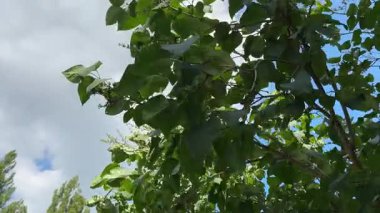 Güneşin, dingin bir orman ortamındaki yemyeşil yaprakların arasından parlak bir şekilde ışıldayan nefes kesici görüntüsü. Huzurlu, güneşli bir günün mükemmel tasviri. Ormanda Parlak Güneş Işığı Yeşil Yapraklı Ağaçlar