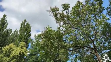 Açık havada açık mavi gökyüzü ile çevrili dingin ve güzel ağaç örtüsü. Yüksek kalite 4k görüntü