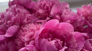 Parlak, pembe şakayıklar, çiçek arkaplan. Yüksek kalite 4k görüntü