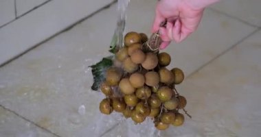 El ele tutuşmalar taze longan meyveleri, Asya hasat mevsimi, tropik sağlıklı atıştırma, güneş ışığında egzotik mutfak malzemeleri. Taze Longalıları yıkıyorum