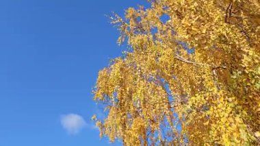 Kayın ağacının renkli sonbahar yaprakları rüzgarlı bir ekim gününde sallanıyor. Sonbahar mevsiminin harika renklerinde güzel bir orman manzarası. Sonbaharda renkli yapraklarla dolu kayın dalları ve dalları.