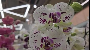 Beyaz ve açık mor orkideler tamamen çiçek açmış. Yumuşak taç yaprakları ve yumuşak renk eğimleri, doğal güneş ışığıyla güzelce aydınlatılmış rüya gibi ve zarif bir çiçek dekoru oluşturur. Yüksek kalite 4k