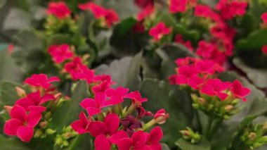 Restoranda çam ağaçlarının arasındaki yerleri görmek, rüzgar külahlarla dalları sallıyor, kaplarda pembe çiçekler, bir sürü yeşillik, mavi sandalyeler, parmaklıklarda cam fenerler.