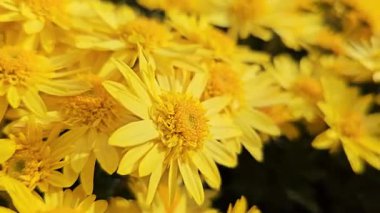 Bir yaz gününde parkta sarı ve kırmızı çiçekler. Yüksek kalite 4k görüntü