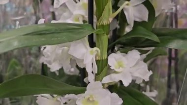 Beyaz arka planda dönen güzel sarı orkide, makro çekim. Bud yakın çekim. Çiçek açan sarı orkide yaprakları. Yüksek kalite 4k görüntü