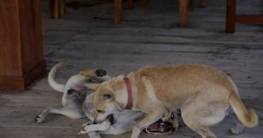 İki Köpek Sahilde Oynuyor. Yüksek kaliteli FullHD görüntüler