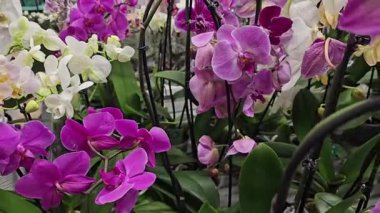 Rüzgarlı bir günde damlacıklı mor orkideler. Yüksek kalite 4k görüntü