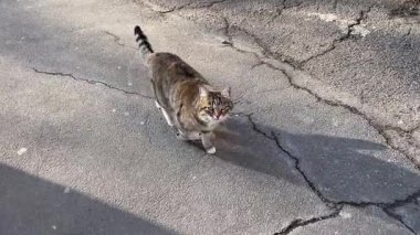 Antik sokaklarda yürüyen sokak kedisi, yaz zamanı. Yazın çizgili tekir kedi sokakları. Eski rahat avlu. Yüksek kalite 4k görüntü