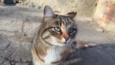 Turuncu bir kedi sakince yolda oturur ve etrafındakileri izler. Yüksek kalite 4k görüntü