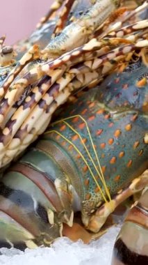 Canlı ıstakoz ve buzdaki farklı balıkların yakın çekimleri. Yüksek kaliteli FullHD görüntüler