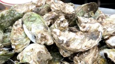 Portland Maine 'de satılık taze istiridye çeşitleri. Yüksek kalite 