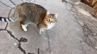 Yaşlı çatlak asfalt kedi ucuz sokak yeşil gözleri boyunca yürüyor uzun bıyıklar kamera hayvanı Cat 'in çatlak kaldırımına bakıyor. Yüksek kalite 4k görüntü